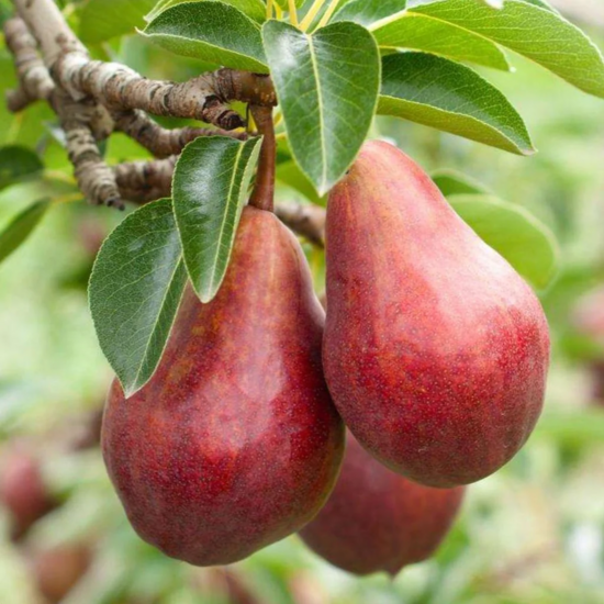 Kriaaušė Red Faworytka